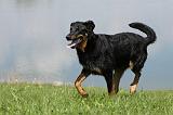 BEAUCERON 622